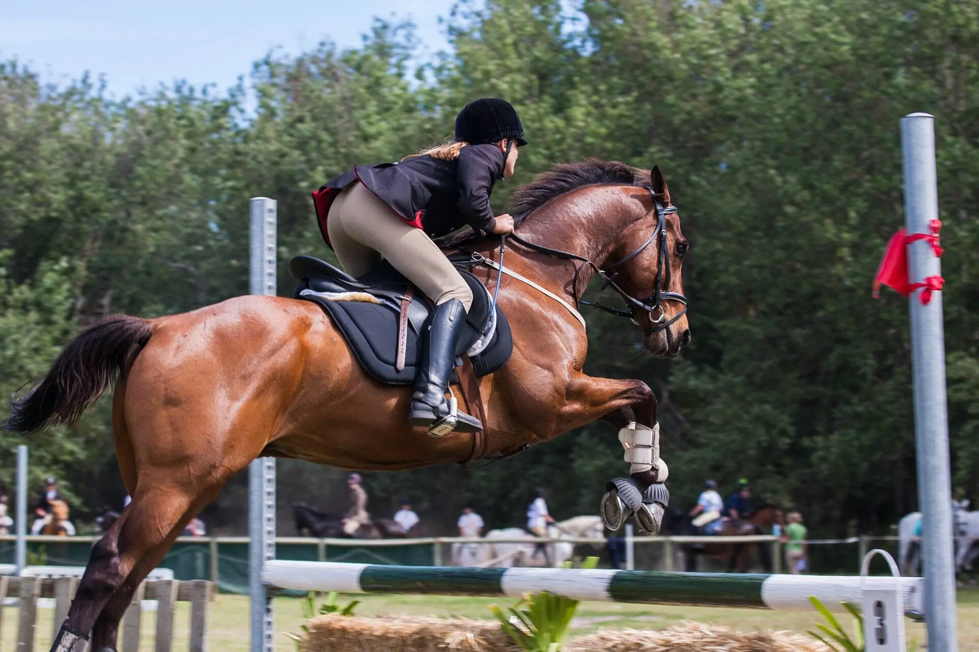 Rider and horse show jumping
